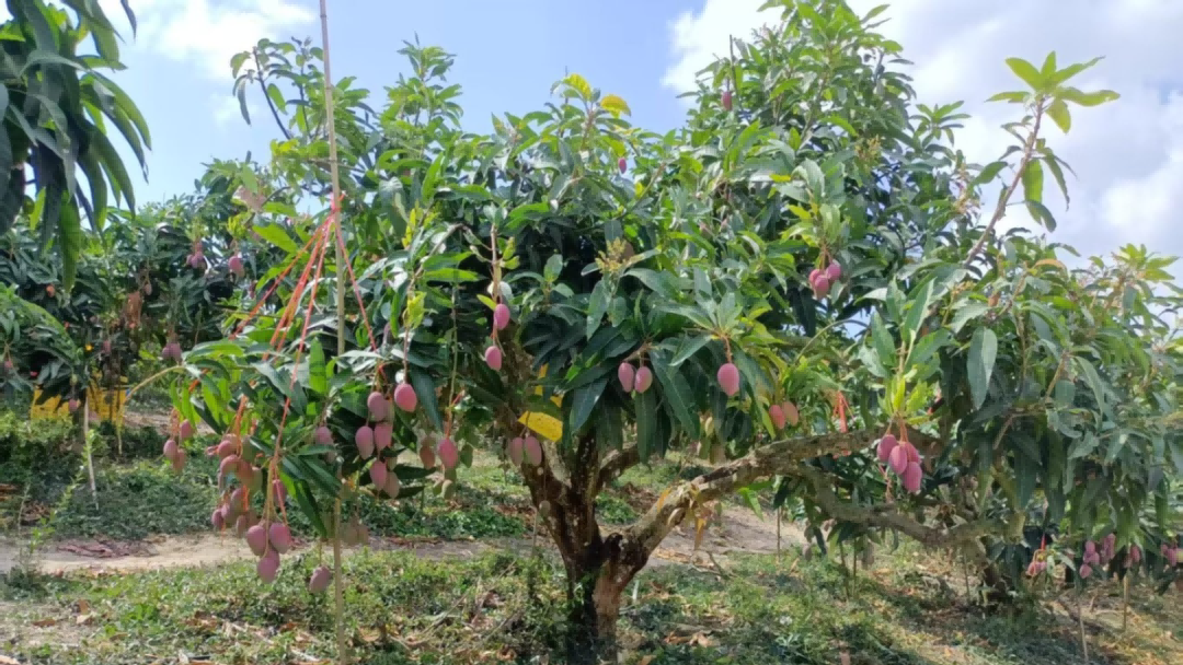 Z6·尊龙「中国」官方网站