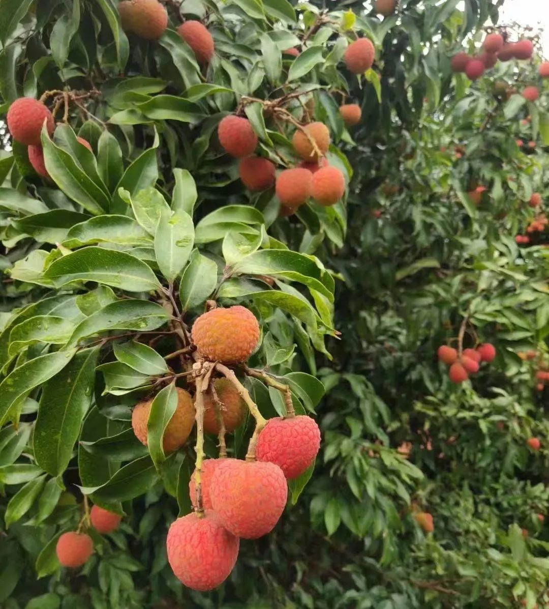 Z6·尊龙「中国」官方网站